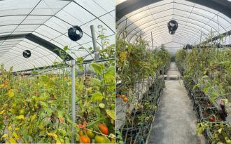 Boost Your Greenhouse Tomatoes with the 18-Inch High Velocity Industrial Fan