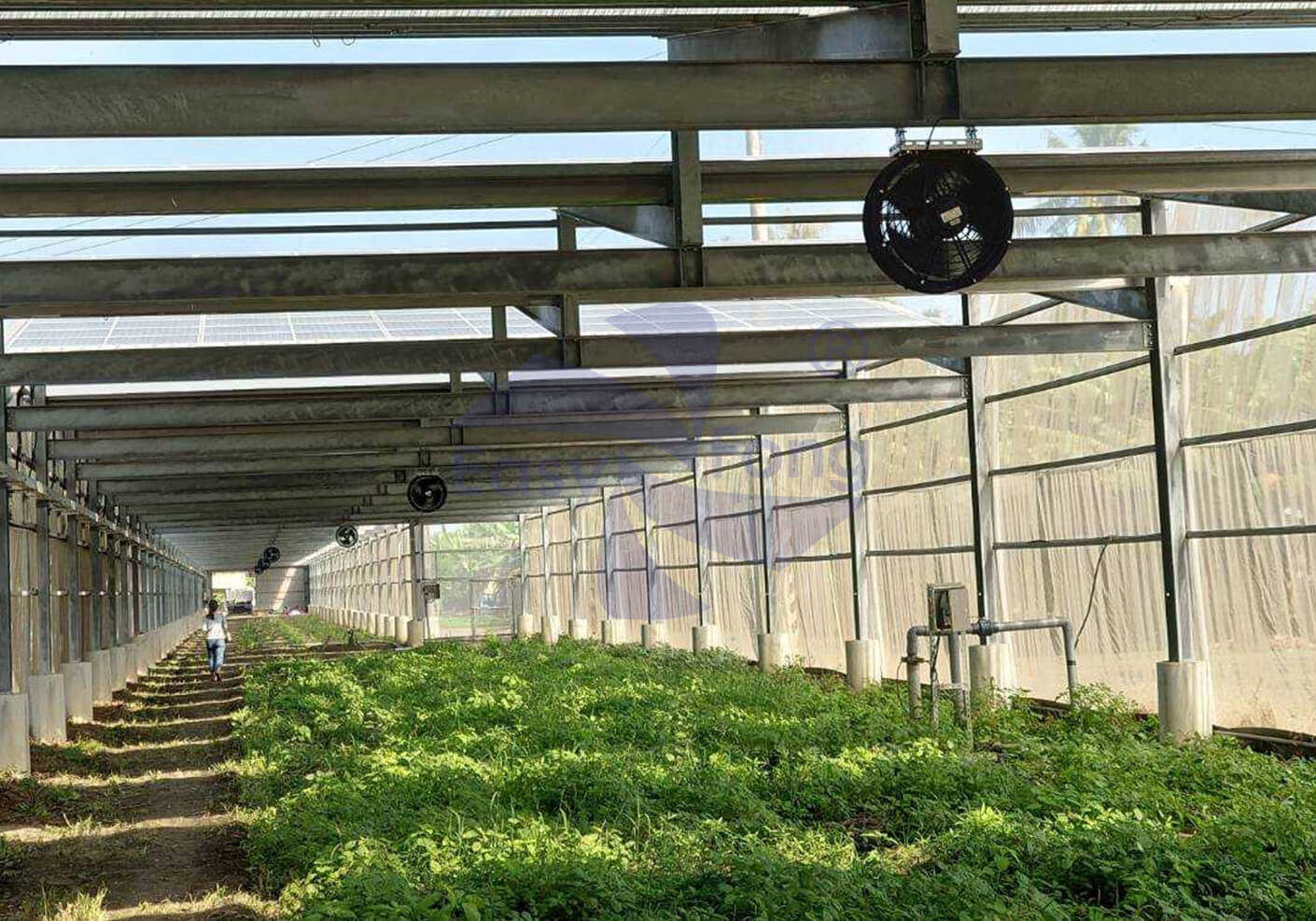 Pingtung Greenhouse uses AC booster fans to solve the stuffy problem